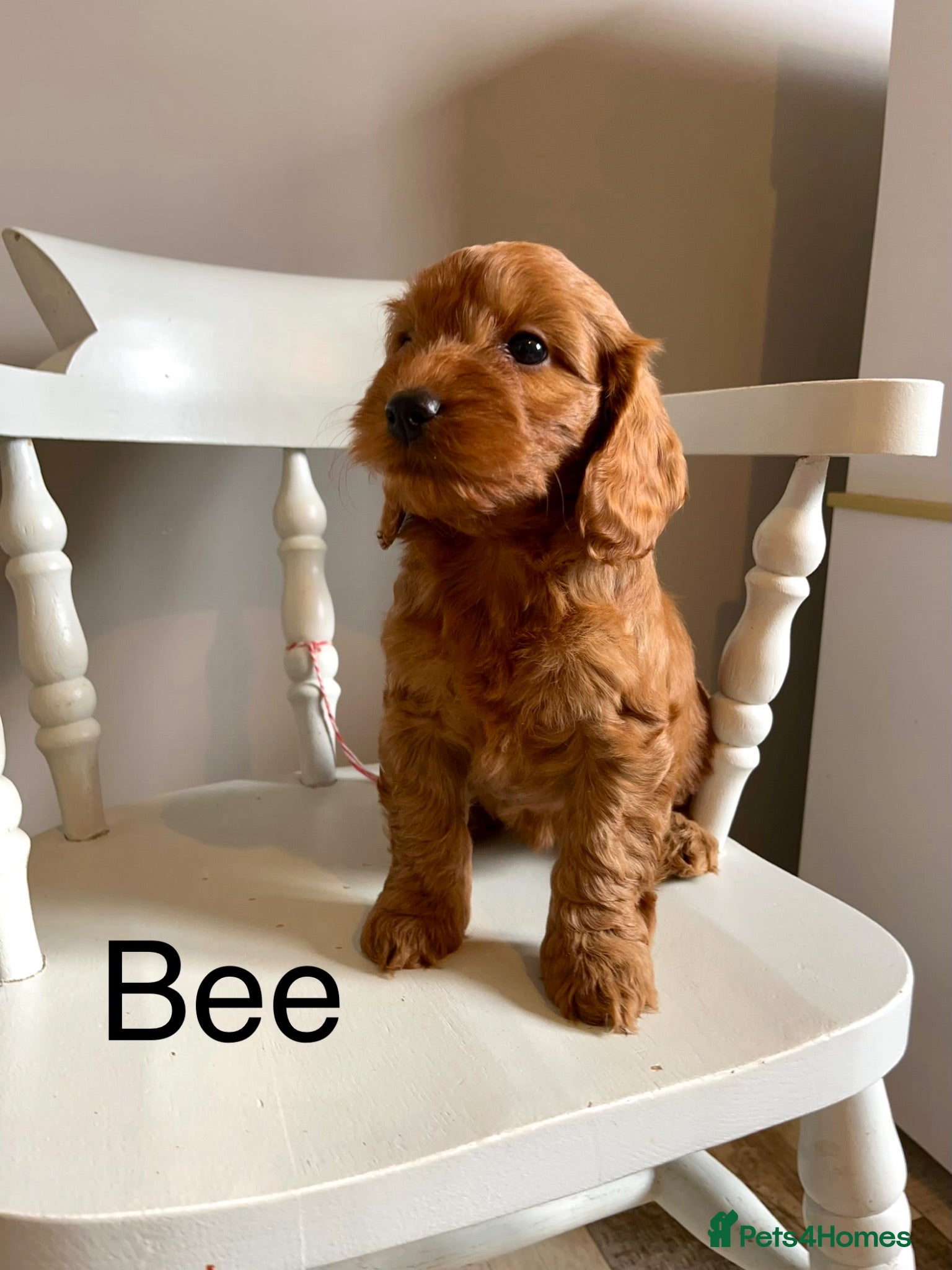 Cockapoo dogs Beautiful Toy cockapoos UPDATED!!!! Ready now!  - Advert 2