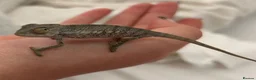 Chameleon reptiles for sale: Blue Ambanja Panther Chameleons  - Advert 12