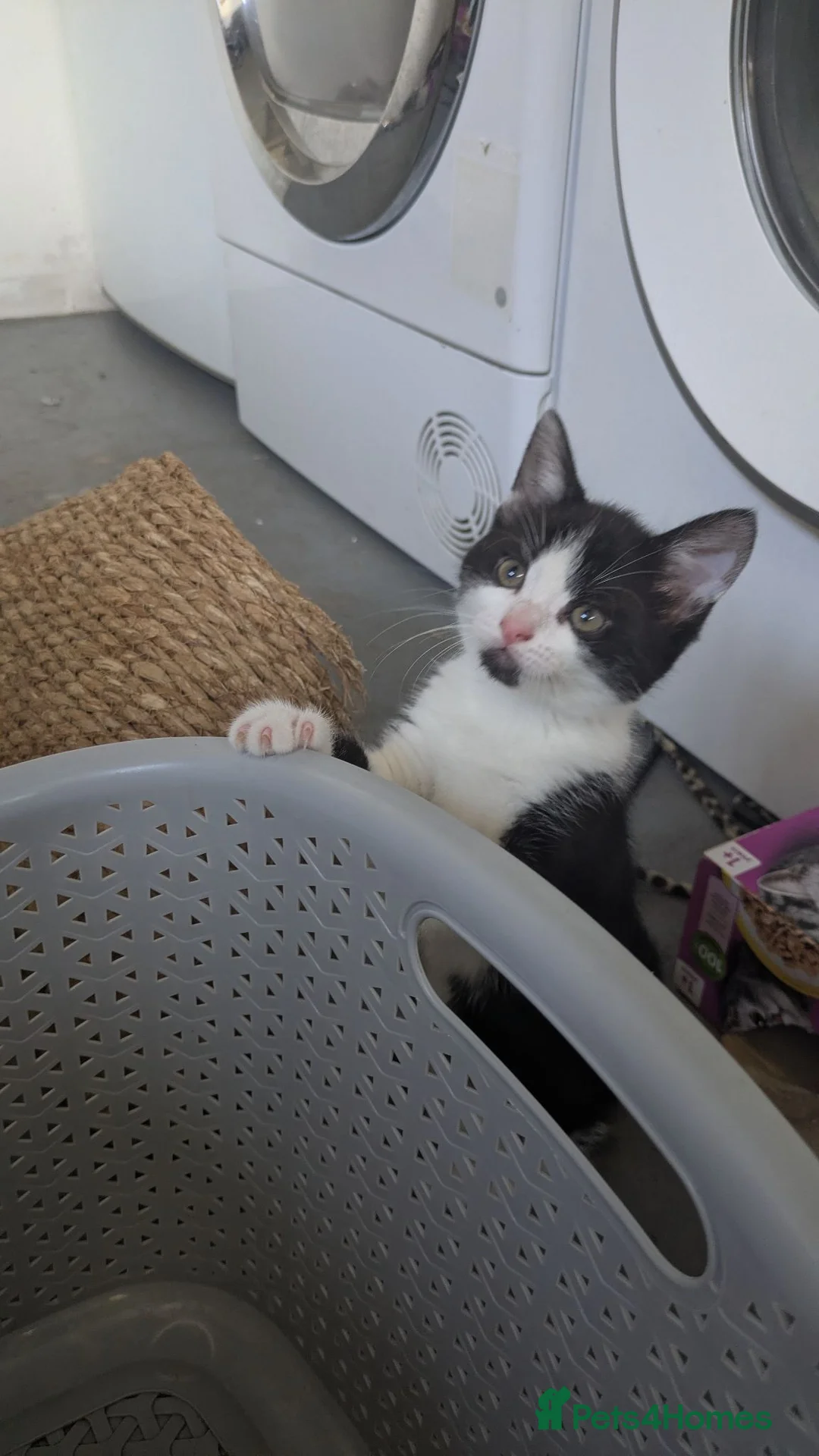 British Longhair cats for sale: 2 black and 2 black and white kittens for sale - Advert 2