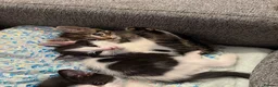 Mixed Breed cats for sale: 3 cats and 3kittens - Advert 12