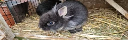 Mixed Breed rabbits for sale: Small, cute, soft, friendly bonded bunny brothers  - Advert 4