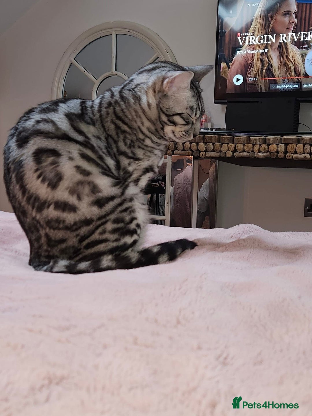 Bengal cats for sale: Sensational Silver Bengal boy requires new family  - Image 28