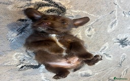 Mixed Breed dogs for sale: Jackapoo pups ready 9th August  - Image 9
