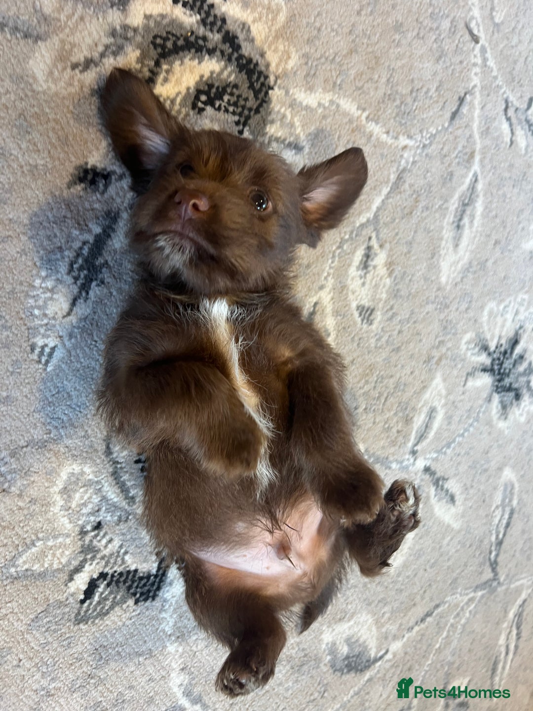 Mixed Breed dogs for sale: Jackapoo pups ready 9th August  - Image 9