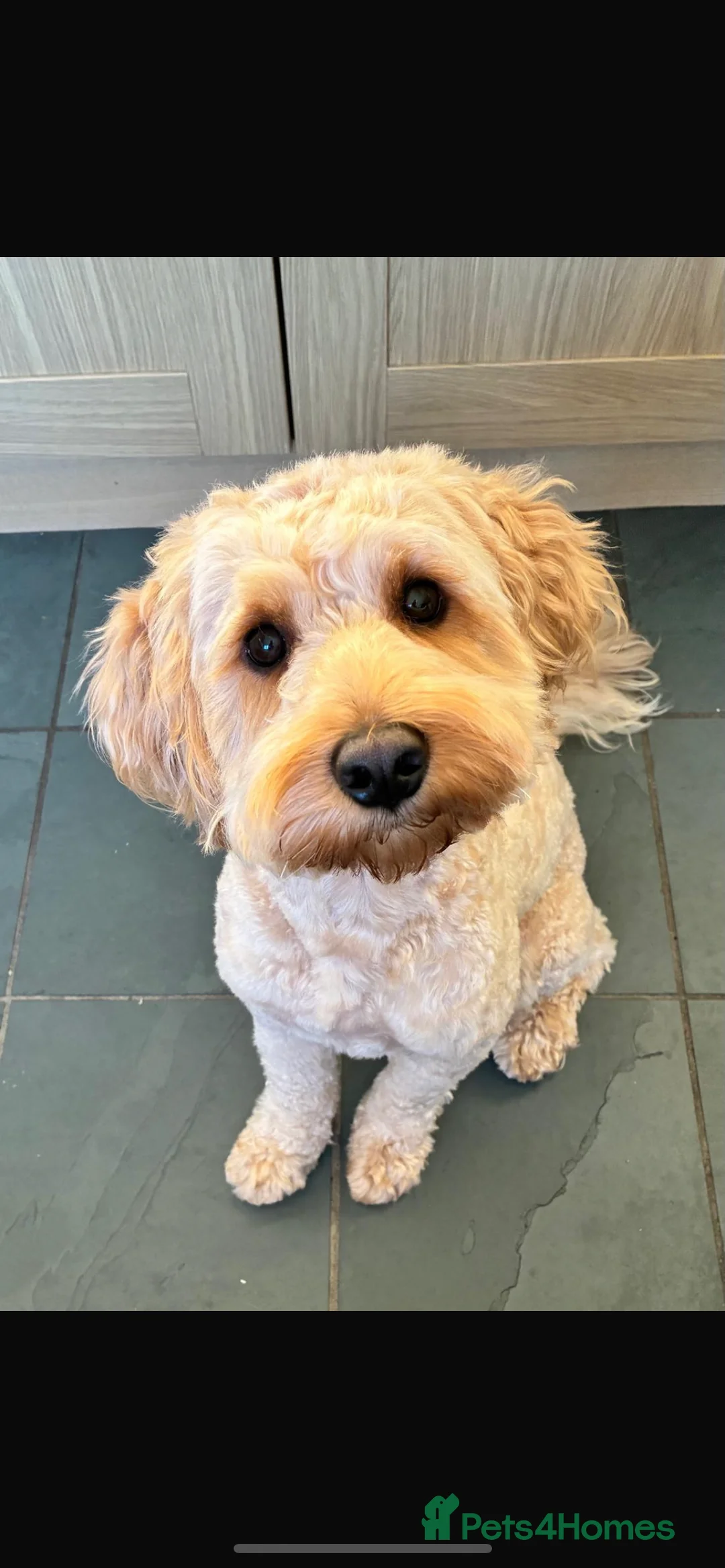 Schnoodle dogs for stud: Frankie available for stud. - Advert 3