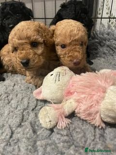 Labradoodle dogs F3 miniature labradoodle puppies - Advert 1