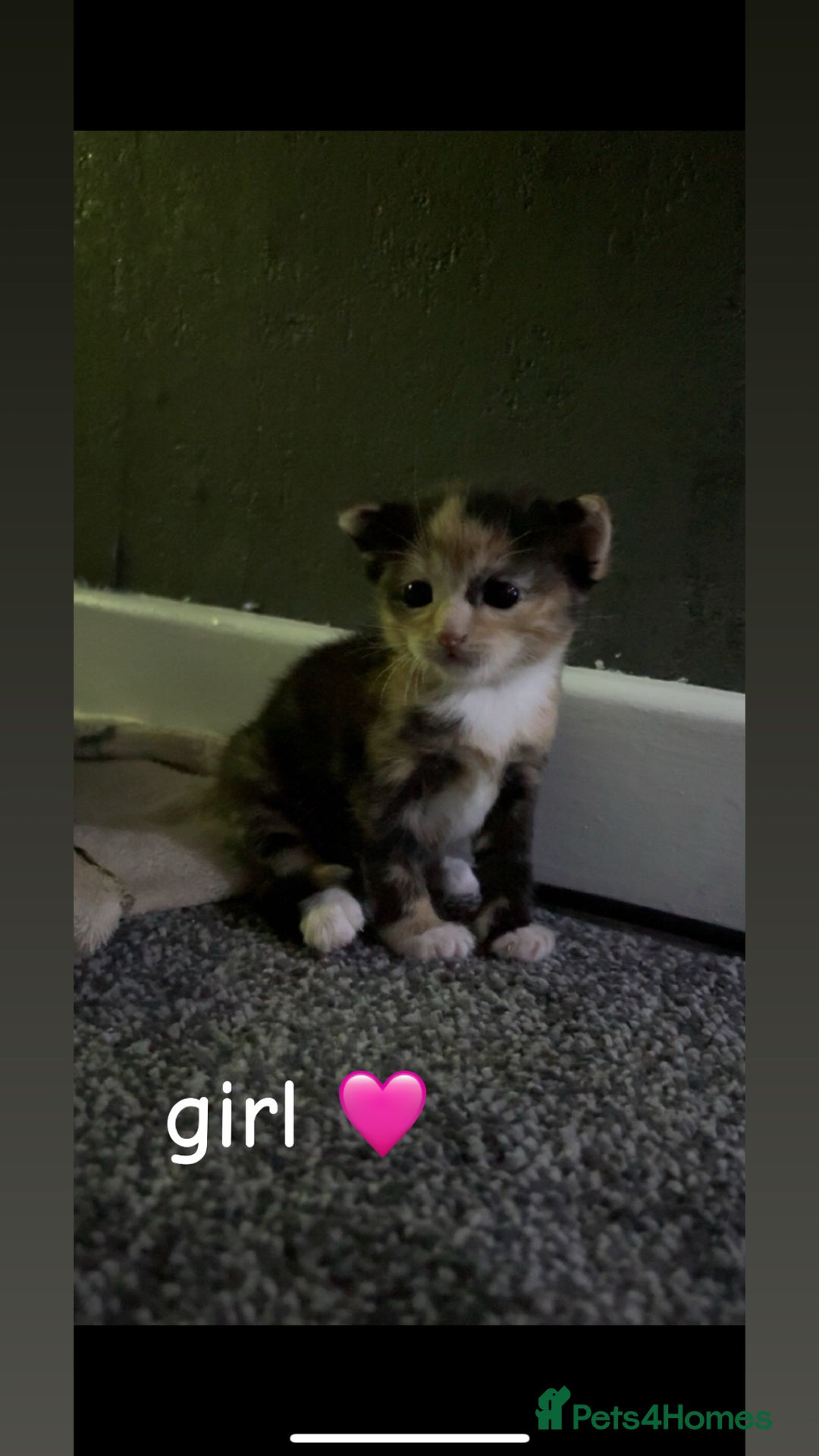 Mixed Breed cats for sale: Litter of 3 kittens for sale  - Advert 1