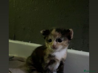 Mixed Breed cats Litter of 3 kittens for sale - Advert 2