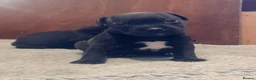 Staffordshire Bull Terrier dogs for sale: Staffordshire bull terrier puppy’s  - Advert 14