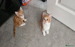 Mixed Breed cats for sale: Kittens  - Image 2