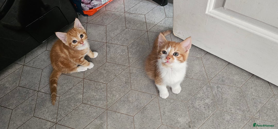 Mixed Breed cats for sale: Kittens  - Image 2