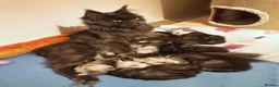 Maine Coon cats for sale: Stunning Maine Coon Kittens Ready - Advert 30