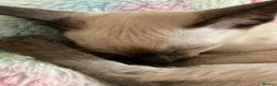 Siamese cats for sale: Siamese kittens - Advert 11