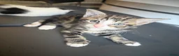 Mixed Breed cats for sale: Mixed breed kittens - Advert 4