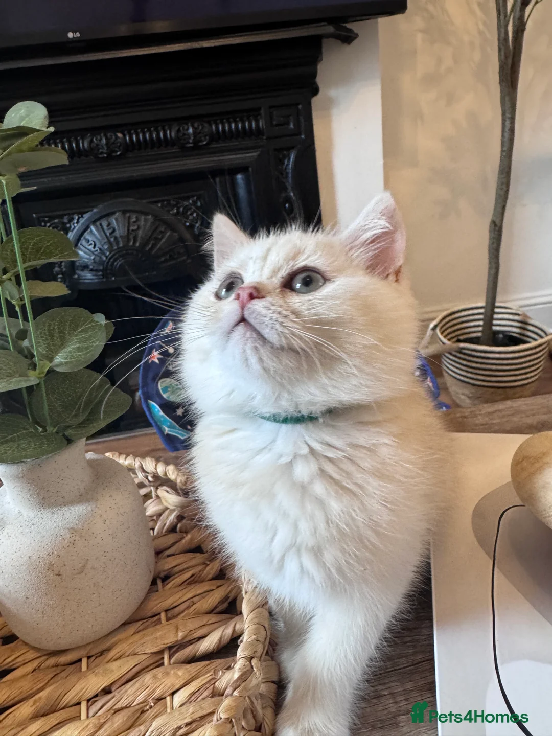 British Shorthair cats for sale: British Shorthair Male – Loving Home Wanted - Advert 1