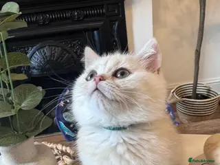 British Shorthair cats British Shorthair Male – Loving Home Wanted - Advert 1