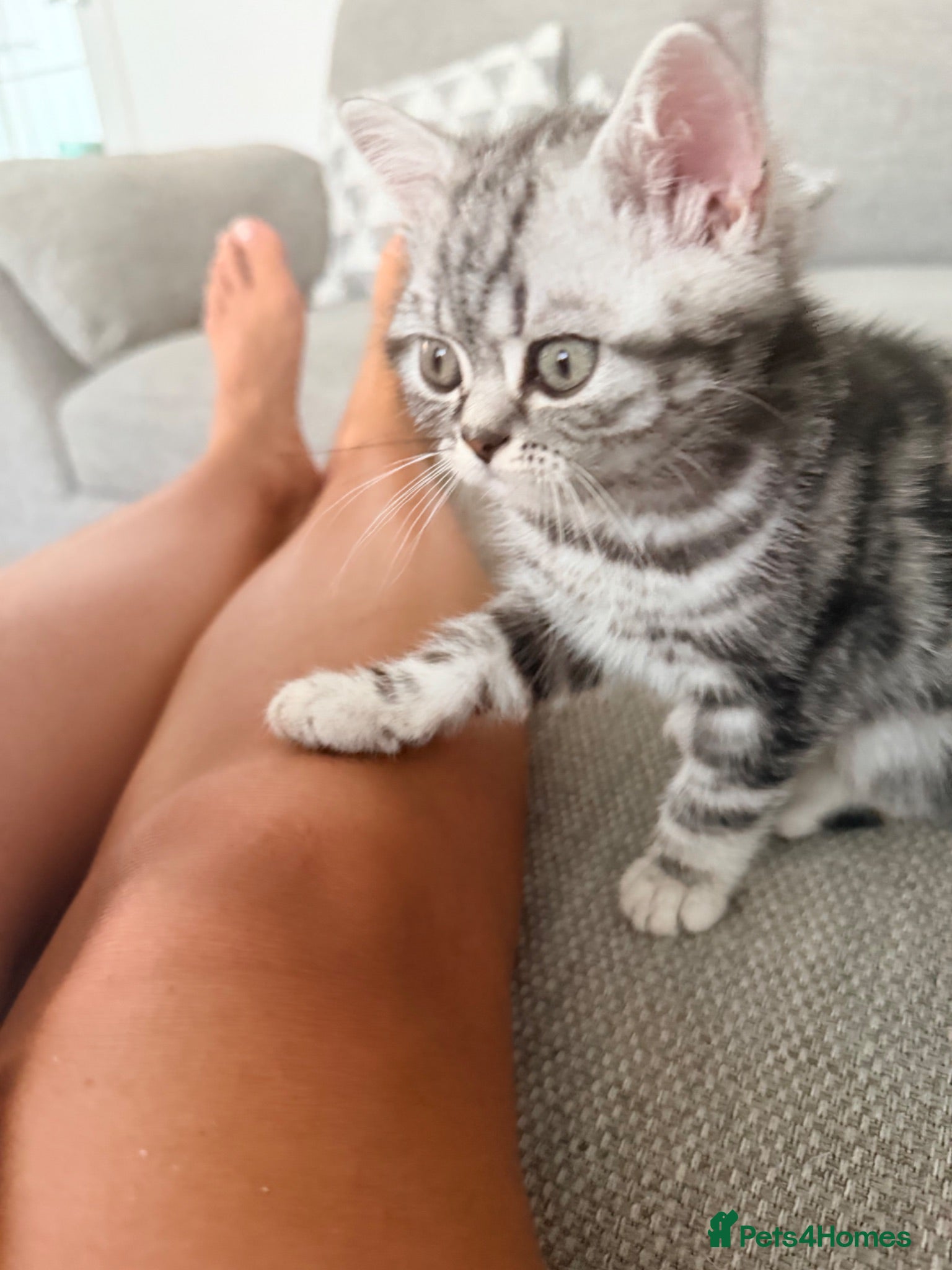 British Shorthair cats Silver Tabby British Shorthair  - Advert 18