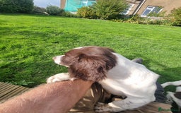 English Springer Spaniel dogs for sale: English springer spaniels  - Image 7