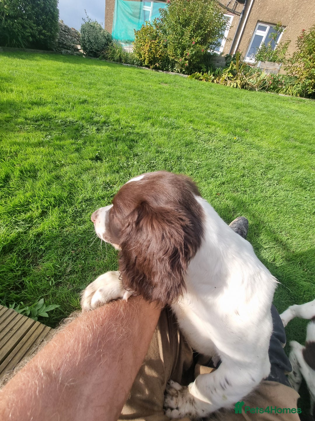 English Springer Spaniel dogs for sale: English springer spaniels  - Image 7