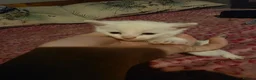 Mixed Breed cats for sale: For sale 4 beautiful kittens - Advert 17