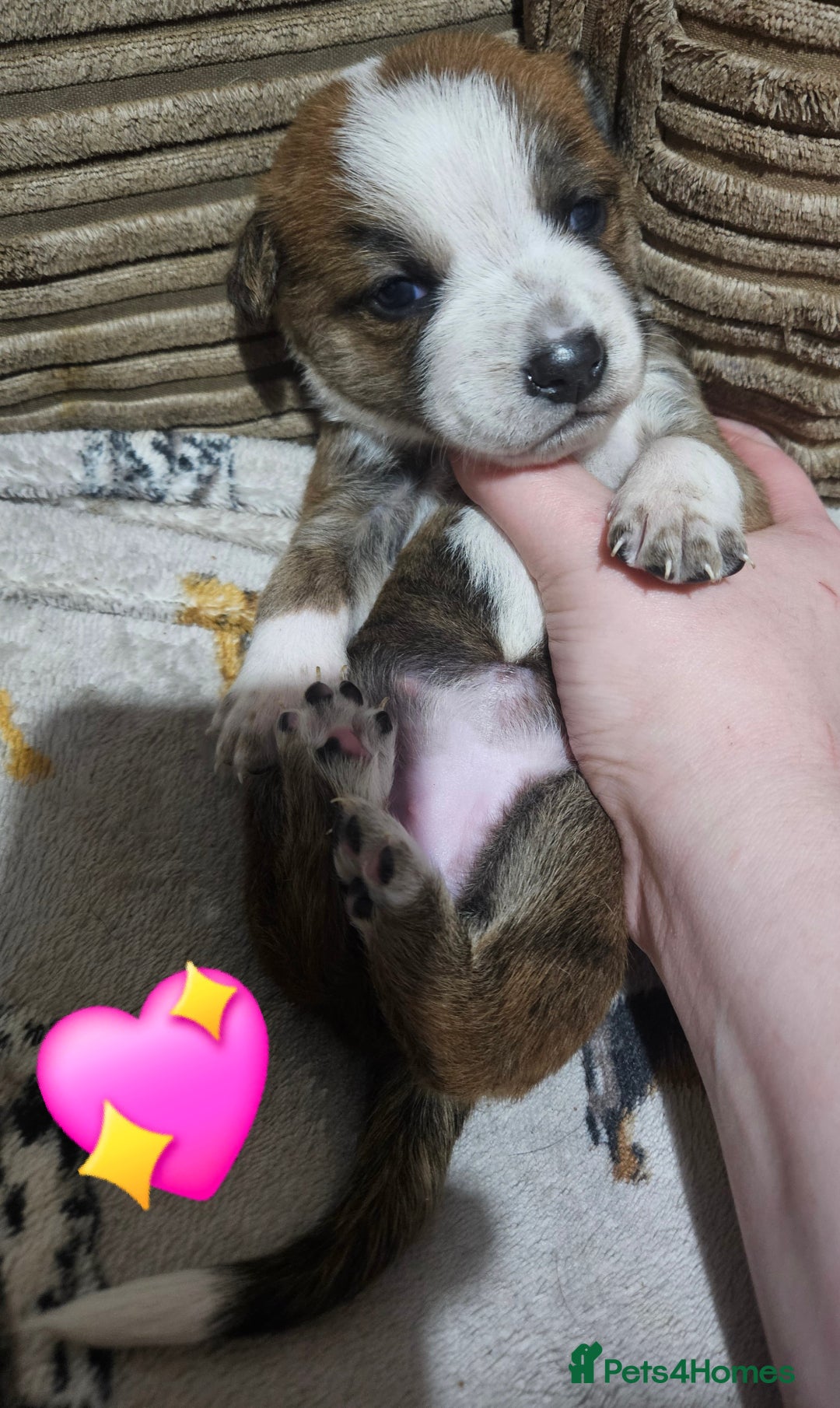 Mixed Breed dogs for sale: 🐾Border Collie x Blue Heeler/Ridgeback Pups🐾 - Advert 5