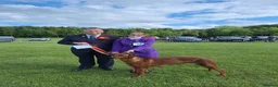 Rhodesian Ridgeback dogs for sale: Champion Bloodline Pups Available  - Advert 5
