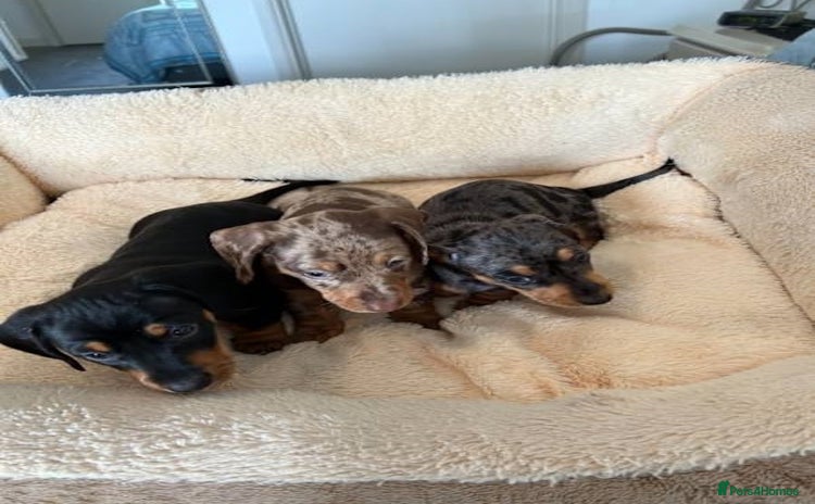 Miniature Dachshund dogs - Advert 12