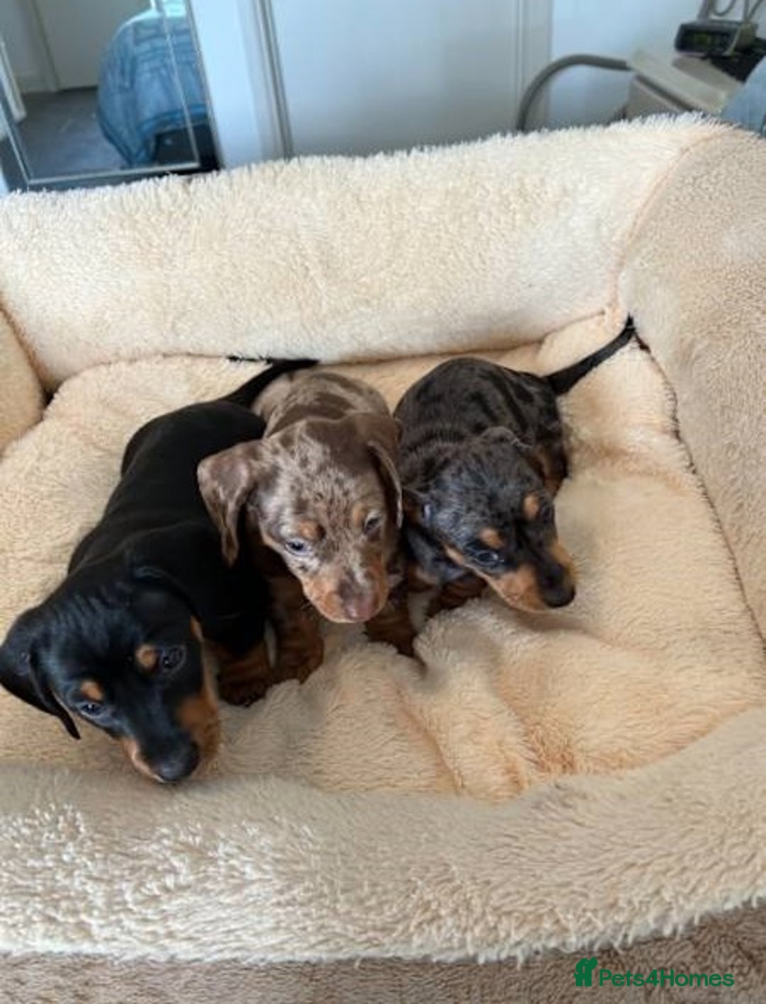 Miniature Dachshund dogs for sale: Gentle Smoothhair mini doxies for sale - Image 1
