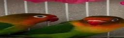Lovebirds birds for sale: 2 lovebirds male and female in Reading - Advert 3