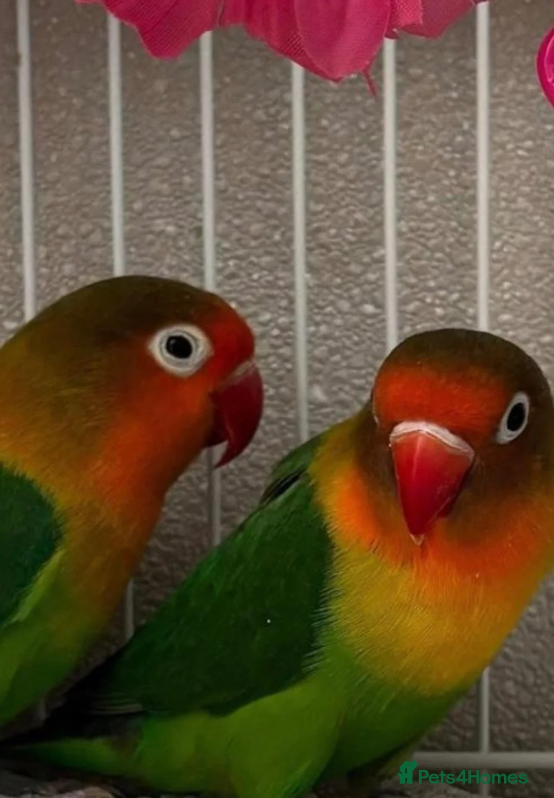 Lovebirds birds for sale: 2 lovebirds male and female in Reading - Advert 3