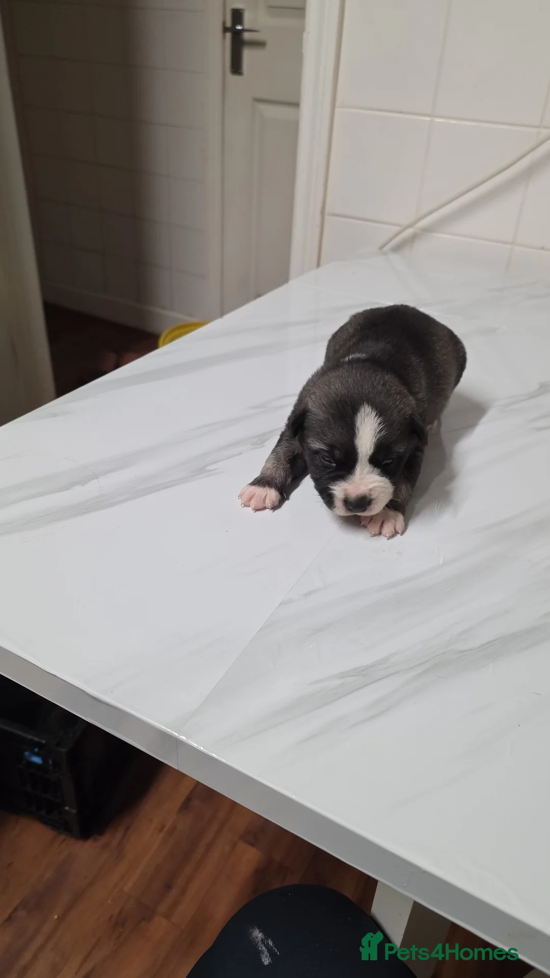 Mixed Breed dogs for sale: Siberian husky & American stuffy mix bread pupies - Advert 6