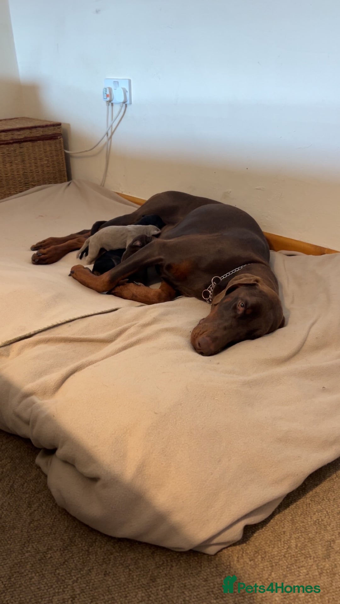 Dobermann dogs for sale: Doberman puppies for sale  - Image 2
