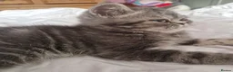 Persian cats for sale: Grey tabby exotic male  - Advert 6