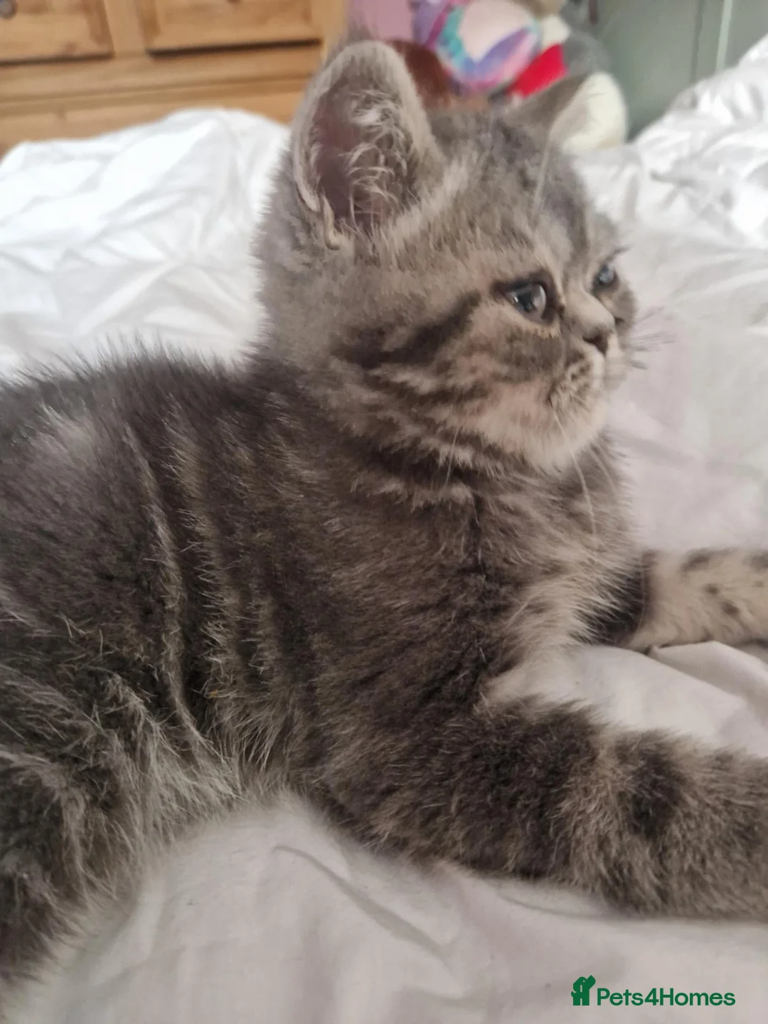 Persian cats for sale: Grey tabby exotic male  - Advert 6