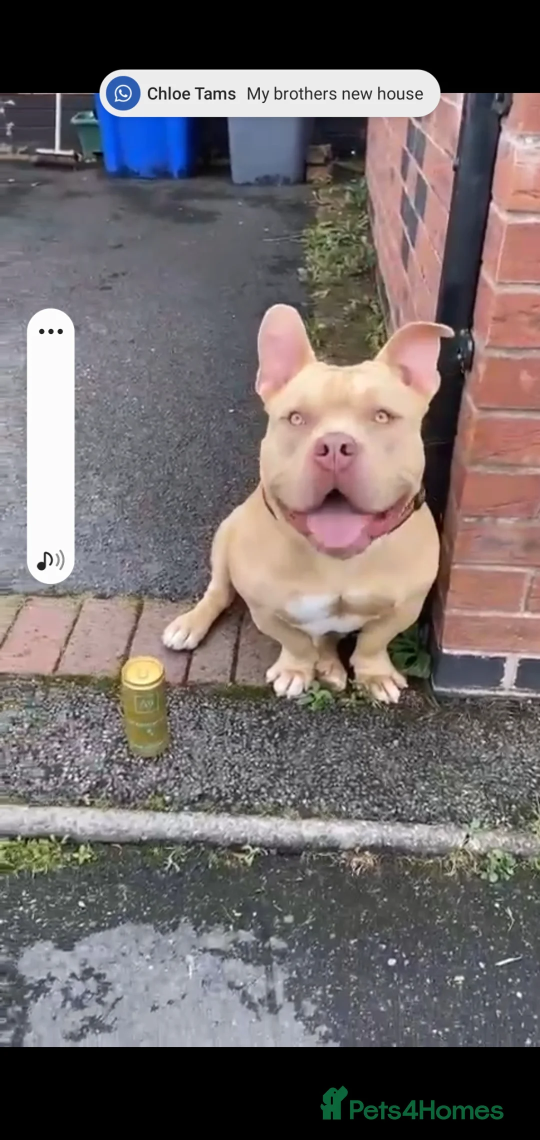 American Bully dogs for stud: 🏆 COWBOY BLOODLINE: THE ULTIMATE POCKET PRODUCER  - Advert 18