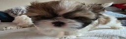 Shih Tzu dogs for sale: Two Shih Tzu female - Advert 21