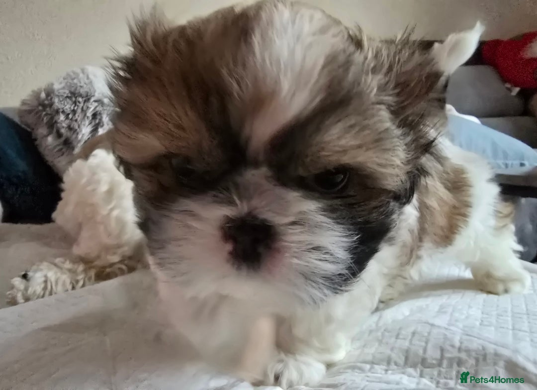 Shih Tzu dogs for sale: Two Shih Tzu female - Advert 21