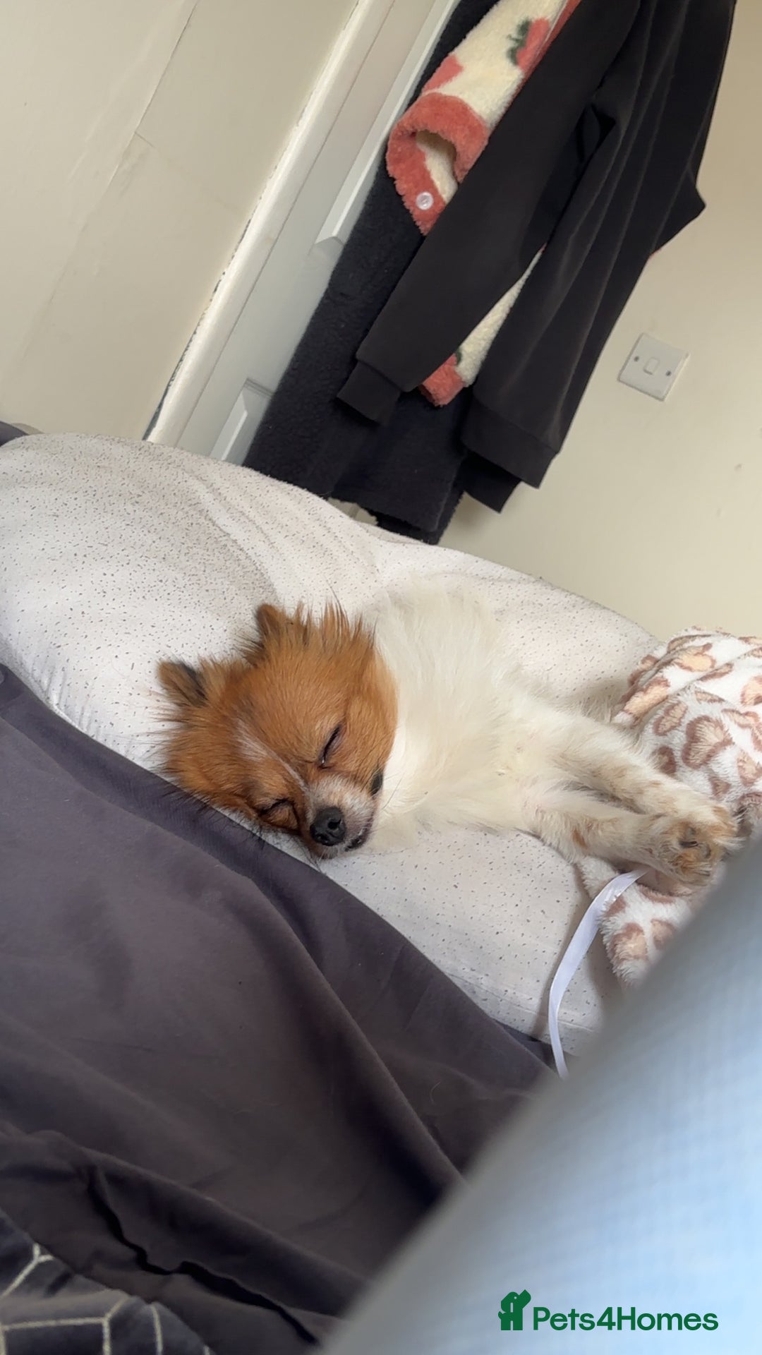 Pomeranian dogs for sale: Pomeranian  - Advert 2