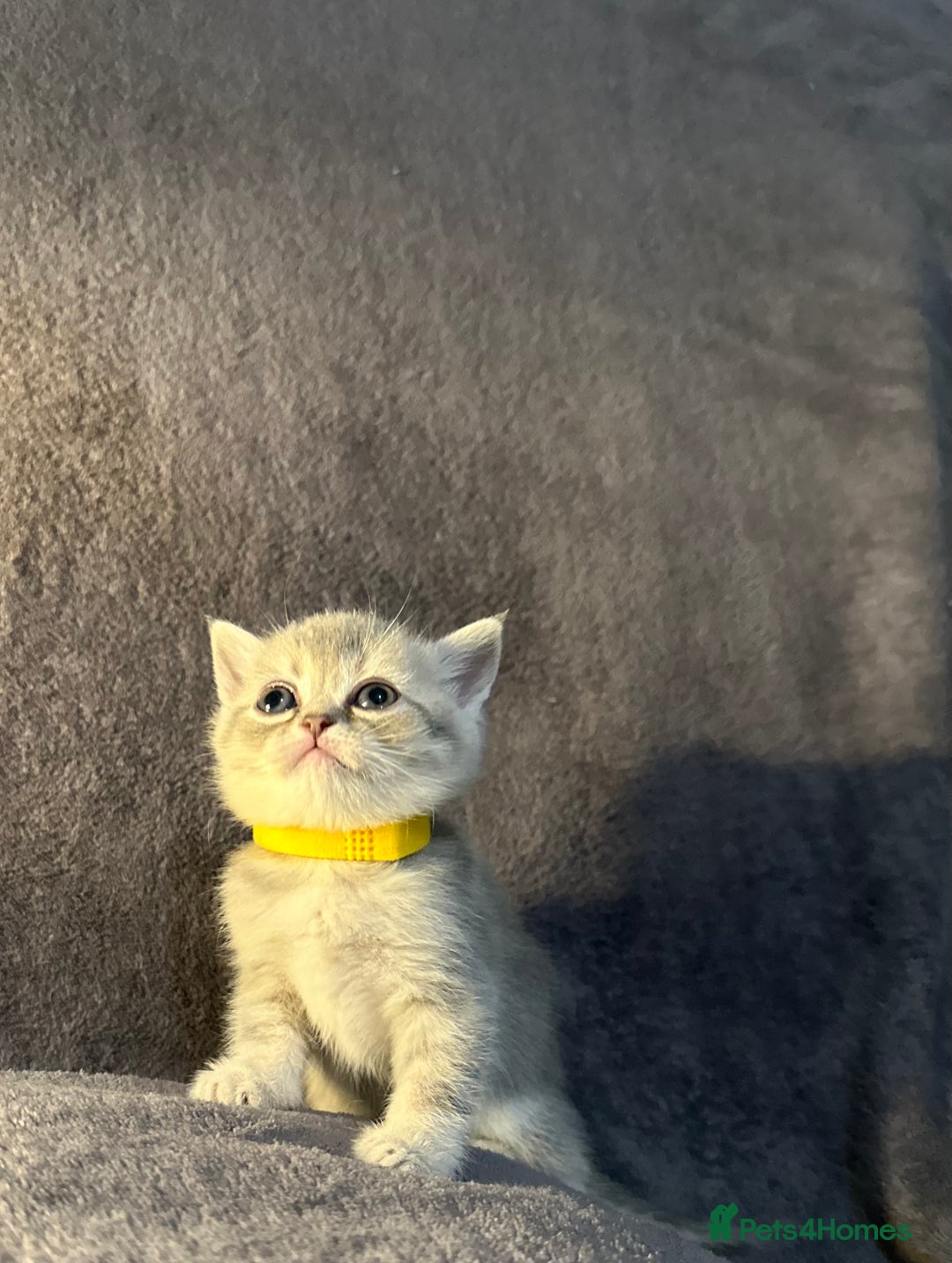 British Shorthair cats for sale: TICA Chunky Golden/Blue Golden BritishSH kittens  - Image 20