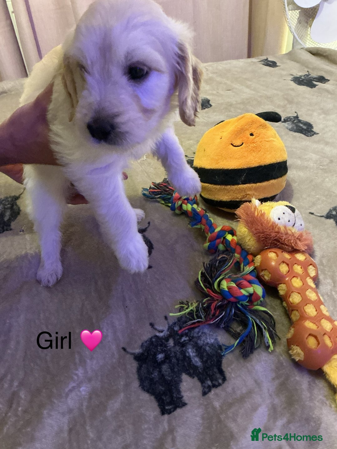 Mixed Breed dogs for sale: Beautiful chunky golden retriever x cockapoos  - Image 10