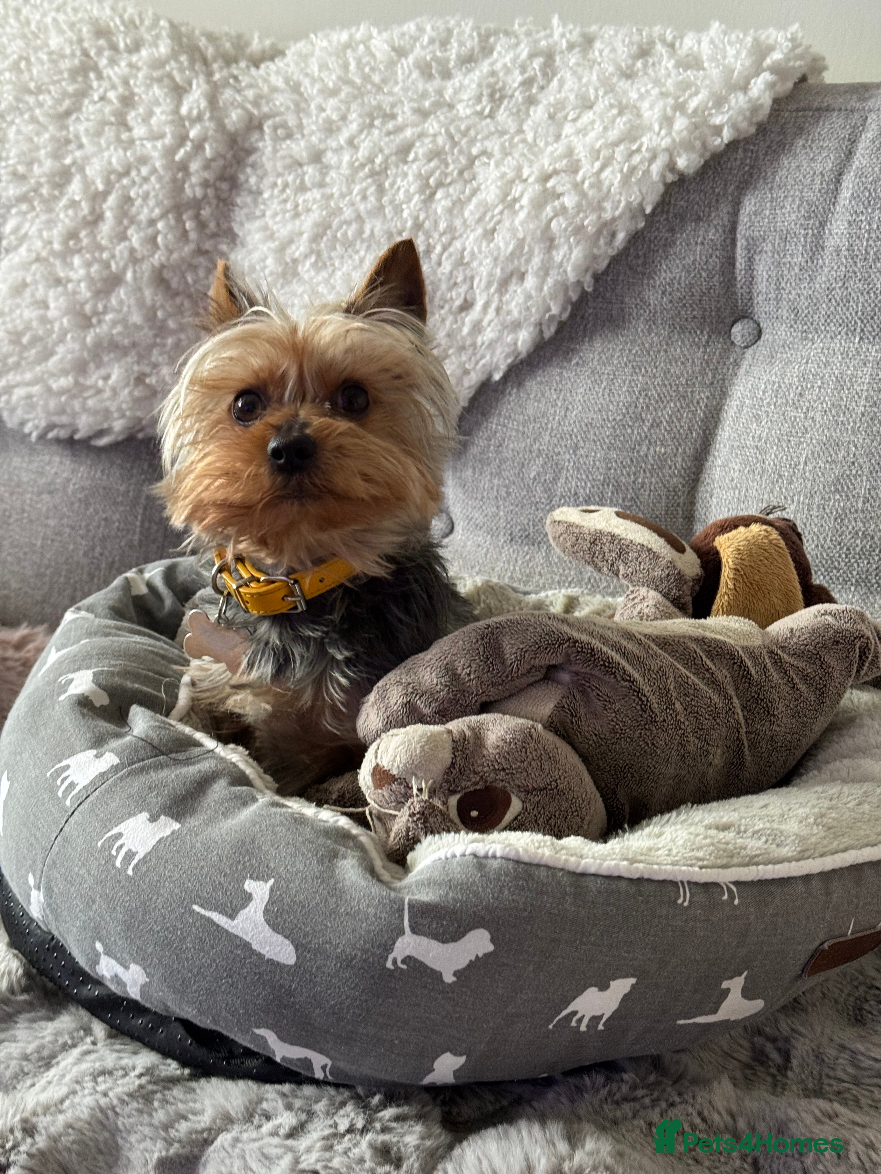 Yorkshire Terrier dogs Stud dog - Advert 1