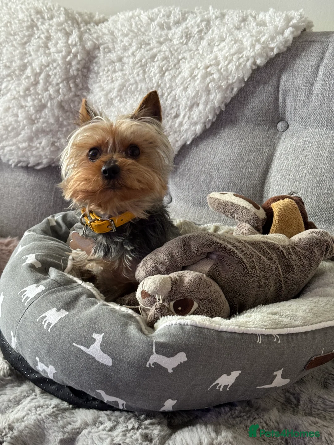 Yorkshire Terrier dogs for stud: Stud dog - Advert 1