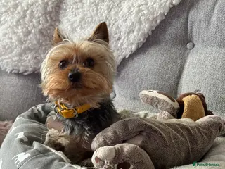 Yorkshire Terrier dogs Stud dog - Advert 1