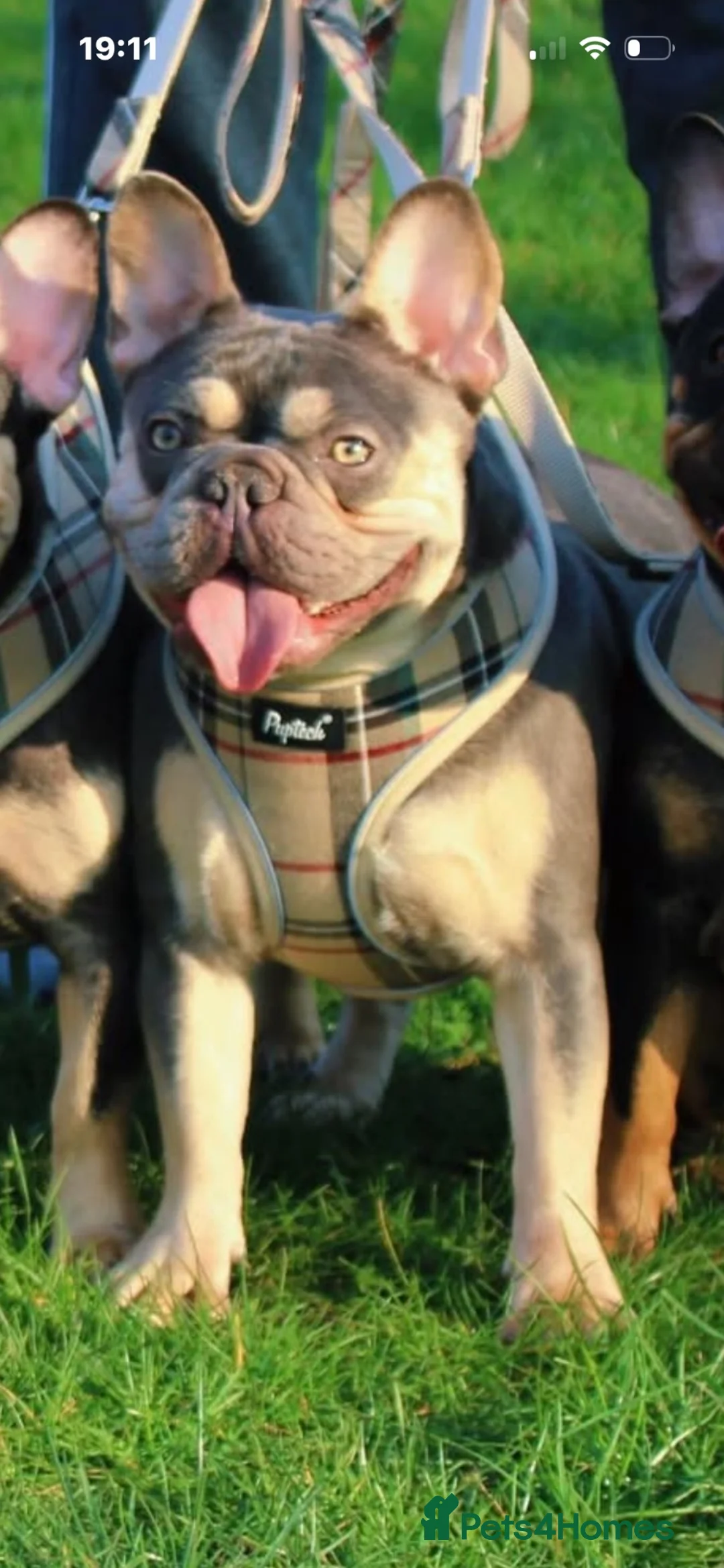 French Bulldog dogs for sale: Beautiful 4 1/2 month  French Bulldog  in Manchester - Advert 8