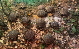 Tortoise reptiles for sale: Herman’s Tortoise Hatchlings  - Image 3