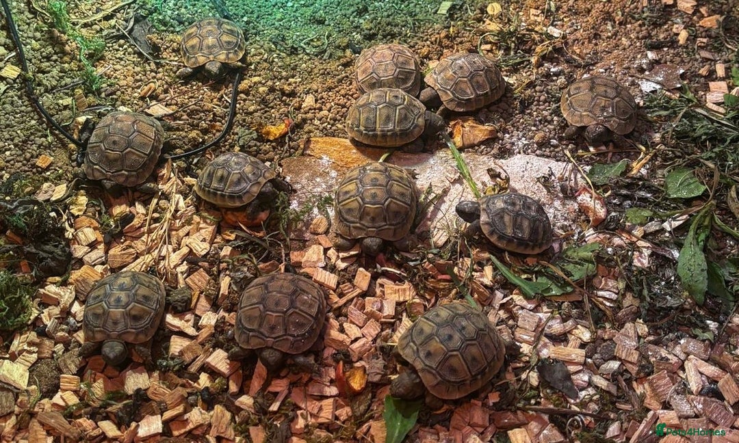 Tortoise reptiles for sale: Herman’s Tortoise Hatchlings  - Image 3
