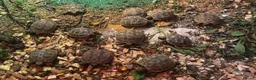Tortoise reptiles for sale: Herman’s Tortoise Hatchlings  - Advert 3