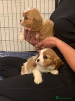 Cavalier King Charles Spaniel dogs - Advert 6