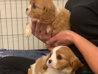 Cavalier King Charles Spaniel dogs - Advert 16