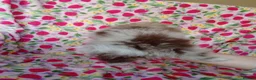 Pomeranian dogs for sale: FEMALE Chocolate Pomeranian READY TO LEAVE  - Advert 10